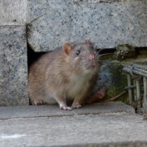 Домашние крысы (Rattus norvegicus)