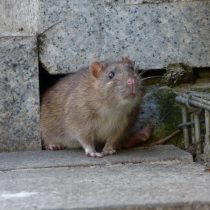 Домашние крысы (Rattus norvegicus) Домашние крысы (Rattus norvegicus)