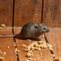 Домовые мыши (Mus musculus)