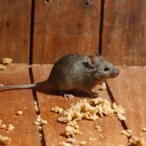 Домовые мыши (Mus musculus) Домовые мыши (Mus musculus)