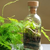 Флорариумы могут быть настольные (высокие и низкие), подвесные, настенные Флорариумы могут быть настольные (высокие и низкие), подвесные, настенные