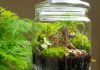 Флорариум, или экосистема — миниатюрный сад в бутылке