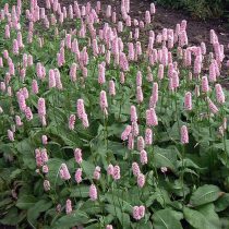Горца змеиного «Супербум» (Polygonum bistorta ‘Superbum’) Горца змеиного «Супербум» (Polygonum bistorta ‘Superbum’)