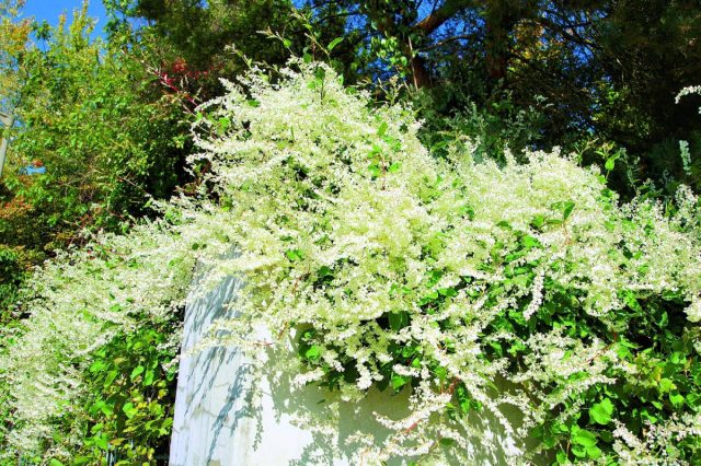Горец Ауберта (Polygonum aubertii или Fallopia aubertii) Горец Ауберта (Polygonum aubertii или Fallopia aubertii)