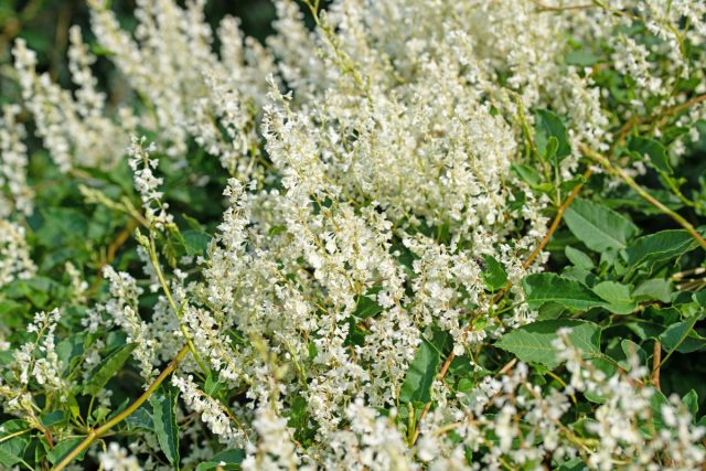 Горец бальджуанский (Polygonum baldschuanicum или Fallopia baldschuanica) Горец бальджуанский (Polygonum baldschuanicum или Fallopia baldschuanica)