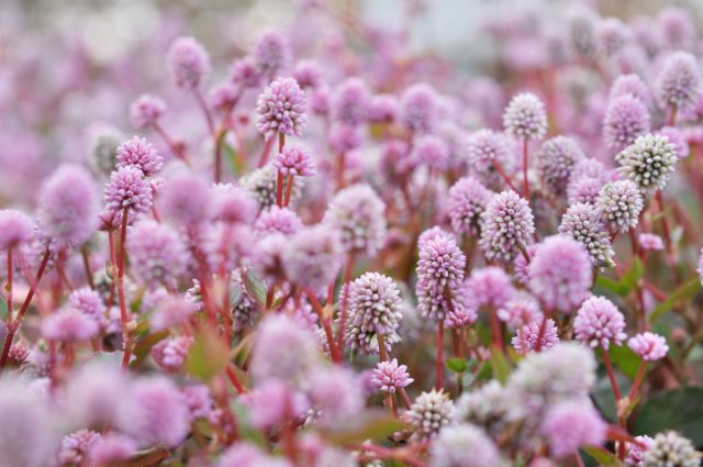 Горец головчатый (Polygonum capitatum или Persicaria capitata) Горец головчатый (Polygonum capitatum или Persicaria capitata)