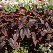 Горец мелкоголовый «Рэд Дрэгон» (Polygonum microcephalum ‘Red Dragon') Горец мелкоголовый «Рэд Дрэгон» (Polygonum microcephalum ‘Red Dragon')