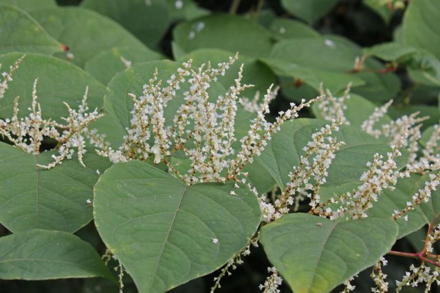Горец многоцветковый (Polygonum multiflorum), или гречишка многоцветковая (Fallopia multiflora), или рейнутрия многоцветковая (Reynoutria multiflora) Горец многоцветковый (Polygonum multiflorum), или гречишка многоцветковая (Fallopia multiflora), или рейнутрия многоцветковая (Reynoutria multiflora)