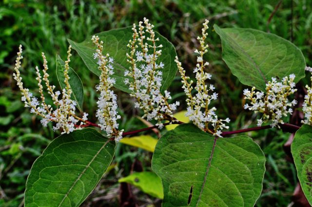 Горец сахалинский (Polygonum sachalinense), или сахалинская гречиха, или рейнутрия сахалинская (Reynoútria sachalinénsis) Горец сахалинский (Polygonum sachalinense), или сахалинская гречиха, или рейнутрия сахалинская (Reynoútria sachalinénsis)