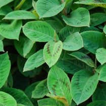 Горец виргинский (Polygonum virginianum или Persicaria virginiana) Горец виргинский (Polygonum virginianum или Persicaria virginiana)