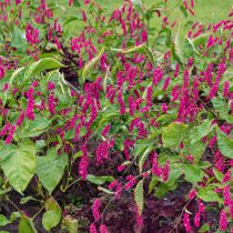 Горец восточный (Polygonum orientale) или персикария восточная (Persicaria orientalis) Горец восточный (Polygonum orientale) или персикария восточная (Persicaria orientalis)