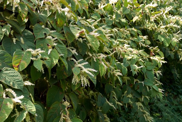 Горец японский (Polygonum cuspidatum) чаще называют персикария японская (Persicaria japonica) Горец японский (Polygonum cuspidatum) чаще называют персикария японская (Persicaria japonica)
