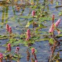 Горец земноводный (Polygonum amphibium) или водяная гречиха (Persicaria amphibia) Горец земноводный (Polygonum amphibium) или водяная гречиха (Persicaria amphibia)