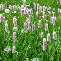 Горец змеиный (Polygonum bistorta) или змеевик лекарственный, или раковые шейки (Bistorta officinalis) Горец змеиный (Polygonum bistorta) или змеевик лекарственный, или раковые шейки (Bistorta officinalis)
