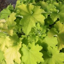 Гейхера «Гуакамоле» (Heuchera 'Guacamole') Гейхера «Гуакамоле» (Heuchera 'Guacamole')