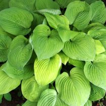 Хоста «Аугуст мун» (Hosta 'August Moon') Хоста «Аугуст мун» (Hosta 'August Moon')
