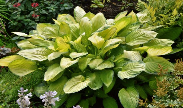 Хоста «Голд стандарт» (Hosta 'Gold Standart') Хоста «Голд стандарт» (Hosta 'Gold Standart')