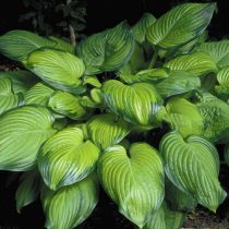 Хоста «Гуакамоле» (Hosta 'Guacamole') Хоста «Гуакамоле» (Hosta 'Guacamole')
