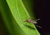 Как избавить свой участок от комаров экологичными методами