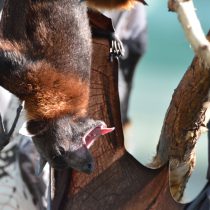 Летучие мыши могут съесть до 1000 комаров в час, что делает их одними из самых сильных союзников в войне с москитами Летучие мыши могут съесть до 1000 комаров в час, что делает их одними из самых сильных союзников в войне с москитами