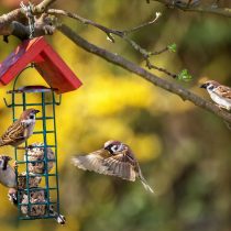 Многие птицы помогут вам уберечь территорию от комаров. Вы можете установить кормушки для птиц, чтобы привлечь их в свой сад Многие птицы помогут вам уберечь территорию от комаров. Вы можете установить кормушки для птиц, чтобы привлечь их в свой сад