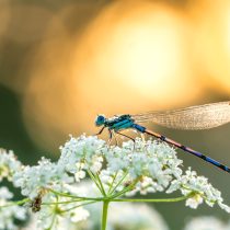 Стрекозы также являются прекрасными хищниками, сдерживающими популяцию комаров Стрекозы также являются прекрасными хищниками, сдерживающими популяцию комаров