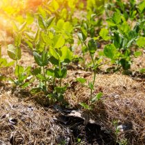 Чрезмерное воздействие солнечного света может привести к повреждению листьев растений