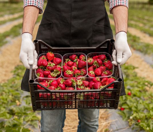 Как повысить урожай клубники? - Фаско — все секреты богатого урожая Как повысить урожай клубники?