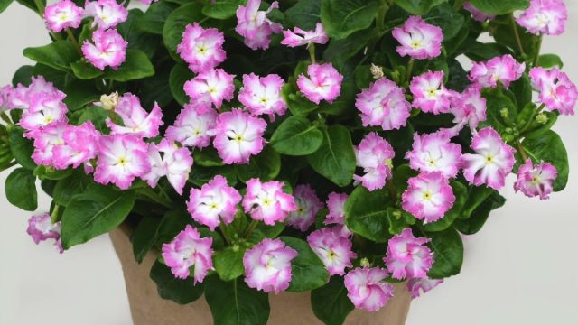 Катарантус Соири «Флеменко Сеньорита Пинк» (Catharanthus Soiree ® 'Flamenco Señorita Pink')