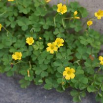 Кислица Диллениуса (Oxalis dillenii) Кислица Диллениуса (Oxalis dillenii)