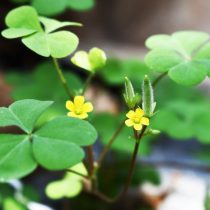 Кислица прямая (Oxalis stricta) Кислица прямая (Oxalis stricta)