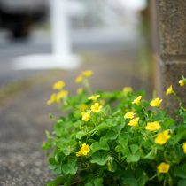 Кислица рожковая (Oxalis corniculata) Кислица рожковая (Oxalis corniculata)