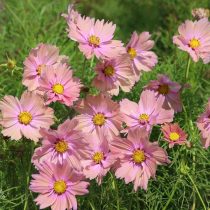 Космос «Априкотта» (Cosmea 'Apricotta') Космос «Априкотта» (Cosmea 'Apricotta')