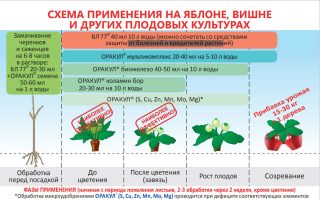 Схема применения многофункционального стимулятора ВЛ 77 и высокоэффективных микроудобрений ОРАКУЛ на яблоне, груше и других плодовых культурах Схема применения многофункционального стимулятора ВЛ 77 и высокоэффективных микроудобрений ОРАКУЛ на яблоне, груше и других плодовых культурах