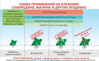 Схема применения многофункционального стимулятора ВЛ 77 и высокоэффективных микроудобрений ОРАКУЛ на клубнике, смородине, малине и других ягодах Схема применения многофункционального стимулятора ВЛ 77 и высокоэффективных микроудобрений ОРАКУЛ на клубнике, смородине, малине и других ягодах