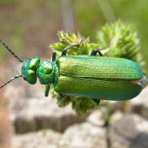 Шпанская мушка, или шпанка ясеневая (Lytta vesicatoria)
