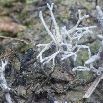 Микориза (Мycorrhiza). Микориза (Мycorrhiza). В экосистемах часто устанавливается симбиоз между корнями растений и грибами. Такие структуры называются микоризой