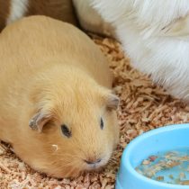 Морская свинка (Cavia porcellus) Морская свинка (Cavia porcellus)