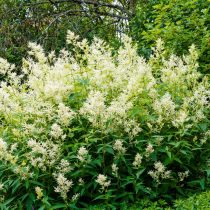 Горец изменчивый или таран изменчивый (Polygonum polymorpha или Aconogonum polymorpha) Горец изменчивый или таран изменчивый (Polygonum polymorpha или Aconogonum polymorpha)