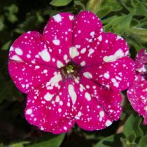 Петуния «Бэби долл» (Petunia 'Baby doll')