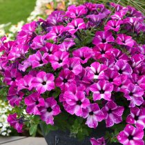 Петуния «Циркус Скай» (Petunia 'Circus Sky')