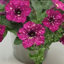Петуния «Феймос Кармин Скай» (Petunia 'Famous Carmine Sky')