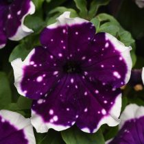 Петуния «Глесер Скай» (Petunia 'GlacierSky')