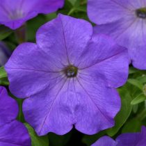 Петуния «Лавендер Скай» (Petunia 'Lavender Sky')