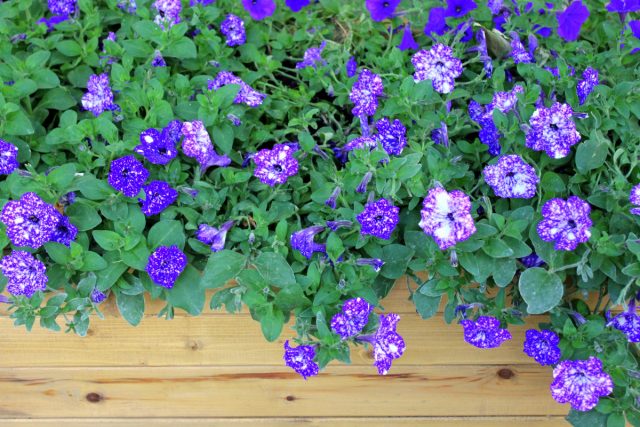 Петуния «Гэлакси» (Petunia 'Galaxy'), или петуния «Найт Скай» (Petunia 'Night Sky')