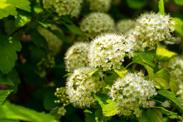 Пузыреплодник калинолистный «Нуггет» (Physocarpus opulifolius 'Nugget') Пузыреплодник калинолистный «Нуггет» (Physocarpus opulifolius 'Nugget')