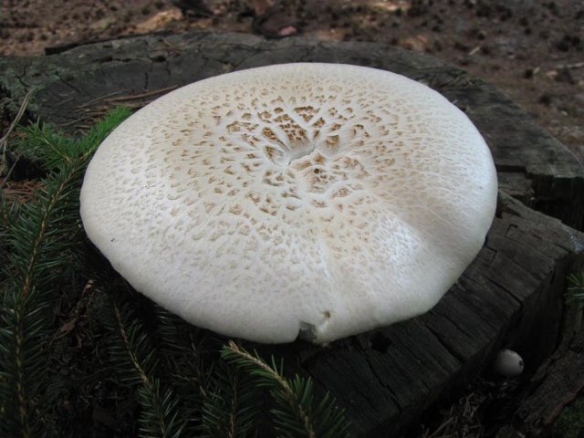Пилолистник чешуйчатый (Neolentinus lepideus) Пилолистник чешуйчатый (Neolentinus lepideus)