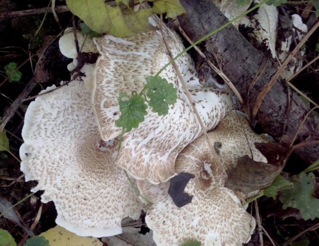 Пилолистник тигровый (Lentinus tigrinus) Пилолистник тигровый (Lentinus tigrinus)
