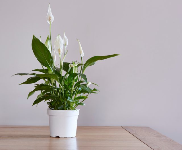 Почему комнатные растения не радуют?