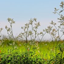Горец альпийский (Polygonum alpinum) или таран альпийский (Aconogonon alpinum) Горец альпийский (Polygonum alpinum) или таран альпийский (Aconogonon alpinum)